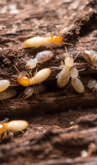 Diagnostic Termites par AEM DIAG IMMO